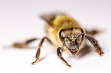 Büyük arı yakın çekim. Bir arı closeup. Tehlikeli bir böcek. Korkunç bir arı. Korkunç eşek arısı. Tehlikeli sinek. Bal arısı. Seçici odak.