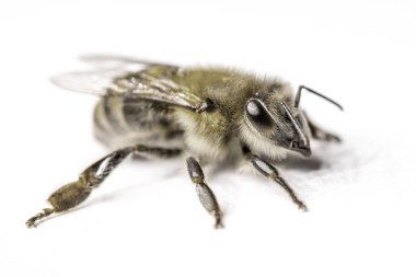 Büyük arı yakın çekim. Bir arı closeup. Tehlikeli bir böcek. Korkunç bir arı. Korkunç eşek arısı. Tehlikeli sinek. Bal arısı. Seçici odak.