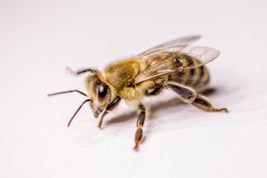 Büyük arı yakın çekim. Bir arı closeup. Tehlikeli bir böcek. Korkunç bir arı. Korkunç eşek arısı. Tehlikeli sinek. Bal arısı. Seçici odak.