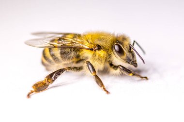 Büyük arı yakın çekim. Bir arı closeup. Tehlikeli bir böcek. Korkunç bir arı. Korkunç eşek arısı. Tehlikeli sinek. Bal arısı. Seçici odak.