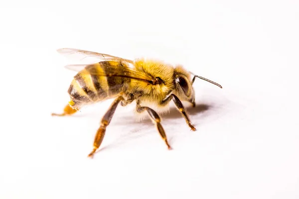 Large Bee Close Closeup Bee Dangerous Insect Terrible Bee Scary — Stock Photo, Image