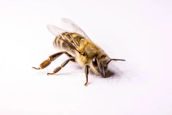 Large Bee Close Closeup Bee Dangerous Insect Terrible Bee Scary — Stock Photo, Image