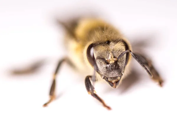 Duża Pszczoła Zbliżenie Zbliżenie Pszczoły Niebezpiecznych Owadów Straszne Pszczół Straszny — Zdjęcie stockowe
