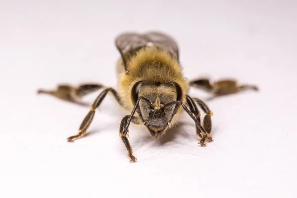 Large Bee Close Closeup Bee Dangerous Insect Terrible Bee Scary — Stock Photo, Image