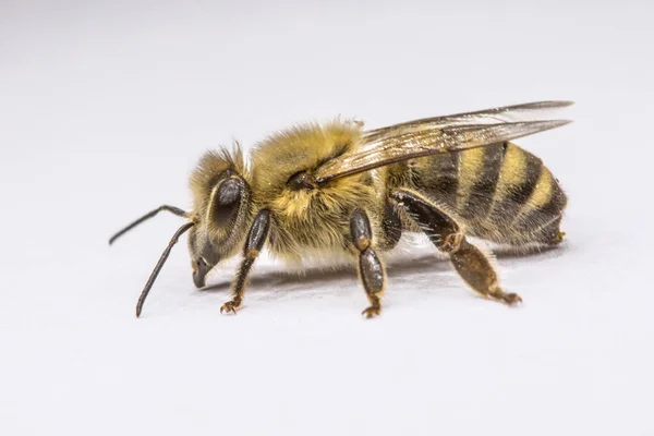 Large Bee Close Closeup Bee Dangerous Insect Terrible Bee Scary — Stock Photo, Image