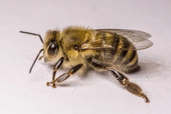 Large Bee Close Closeup Bee Dangerous Insect Terrible Bee Scary — Stock Photo, Image