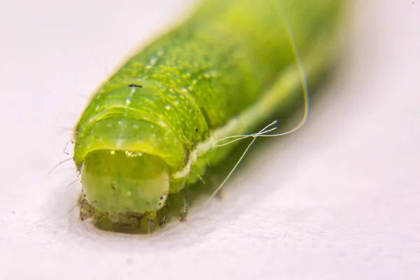Zielona Gąsienica Zielony Robaka Zbliżenie Robaka Trujące Caterpillar Trujące Ciepło — Zdjęcie stockowe