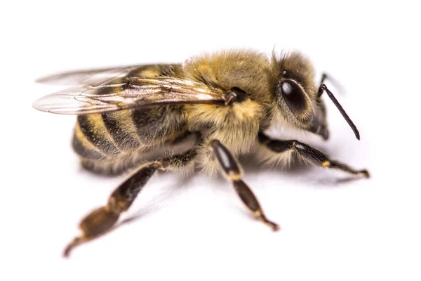 Grote Bee Close Close Van Een Honingbij Een Gevaarlijke Insect Rechtenvrije Stockfoto's