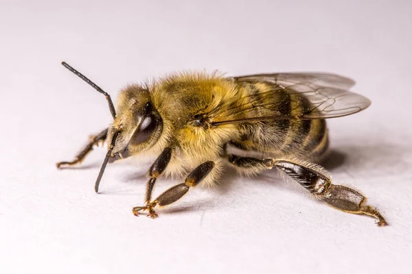 Grote Bee Close Close Van Een Honingbij Een Gevaarlijke Insect Stockfoto