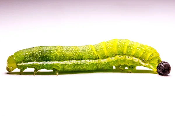 Groene Rups Groene Worm Close Worm Giftige Rups Giftige Warm Stockafbeelding