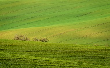 South Moravia Region Green Fields in the Spring, Czech Republic clipart