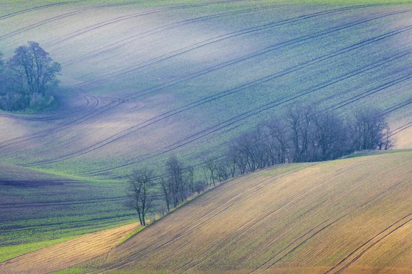 Zielony Region Południowomorawski Pola Wiosnę Republika Czeska — Zdjęcie stockowe