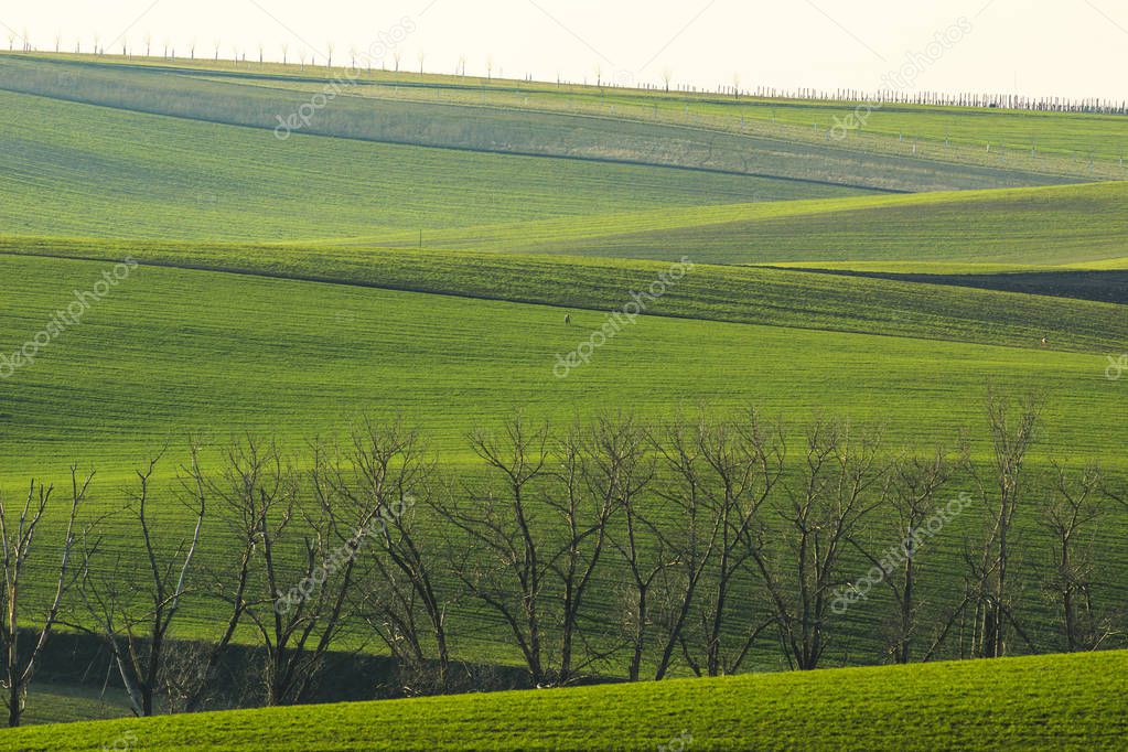 South Moravian fields in Spring, Czech Republic