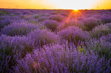 Tarlalarda mor çiçek açan lavanta 