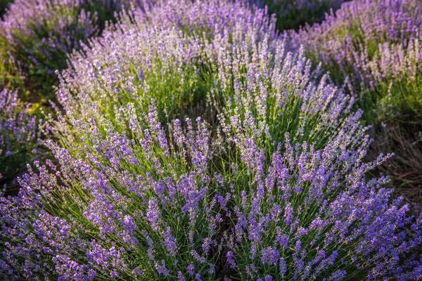 Violett Blühender Lavendel Auf Den Feldern — Stockfoto