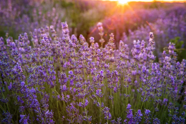 Lavande Fleurs Violettes Dans Les Champs — Photo