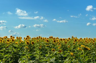 Yaz aylarında tarlalarda Çiçek Açan Ayçiçekleri