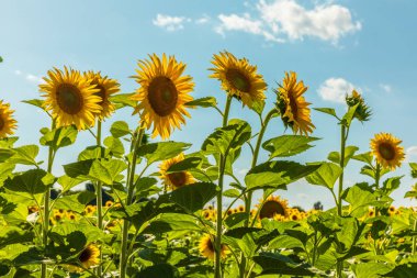 Yaz aylarında tarlalarda Çiçek Açan Ayçiçekleri