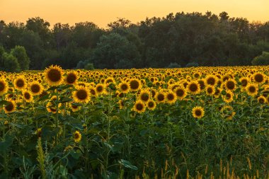 Yaz aylarında çiftlik alanlarında Çiçek Açan Ayçiçekleri