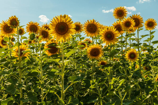 Blossoming Sunflowers in the fields in Summer