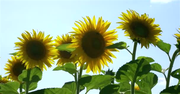 Blommande Solrosor Fälten Sommaren — Stockvideo