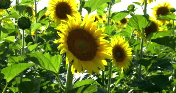 Blühende Sonnenblumen Auf Den Feldern Sommer — Stockvideo