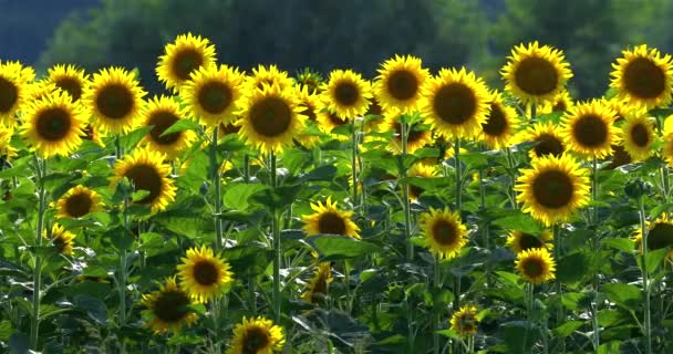 Kvetoucí Slunečnice Polích Létě — Stock video