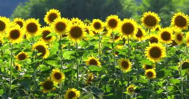 Blühende Sonnenblumen Auf Den Feldern Sommer — Stockvideo