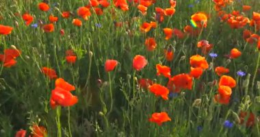 Kırmızı yaban gelincikleri gün batımında