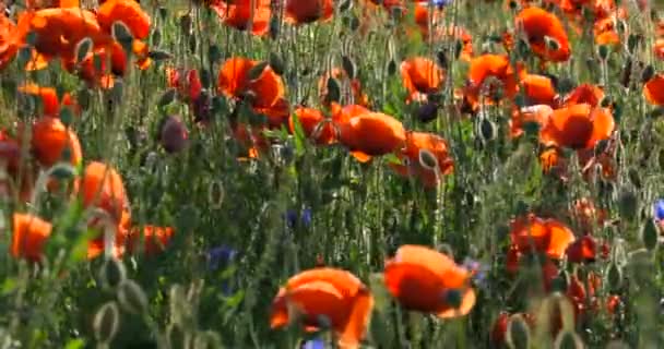 Field Red Wild Poppies Sunset — Stock Video