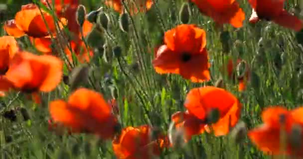 Field Red Wild Poppies Sunset — Stock Video