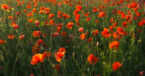 Field Red Wild Poppies Sunset — Stock Video