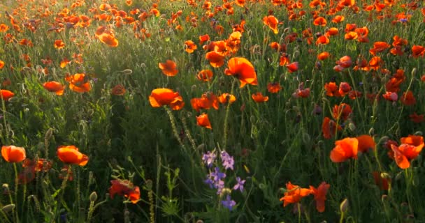 Field Red Wild Poppies Sunset — Stock Video