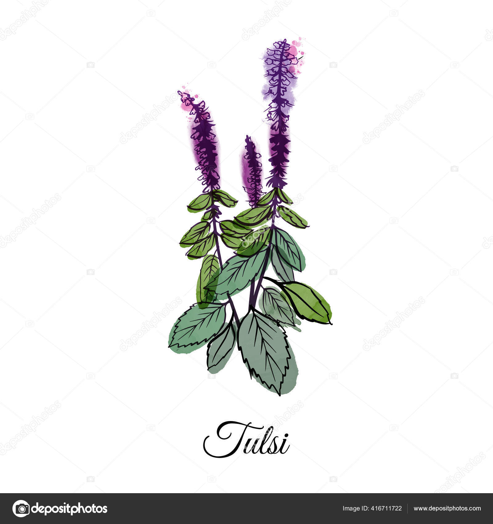 Tulsi plant botanical illustration | MUSE AI