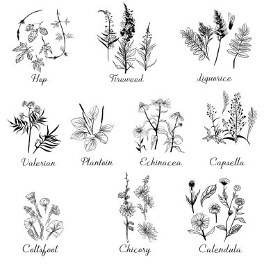  Şifalı bitkiler hazır. Çizim ve suluboya çizimi