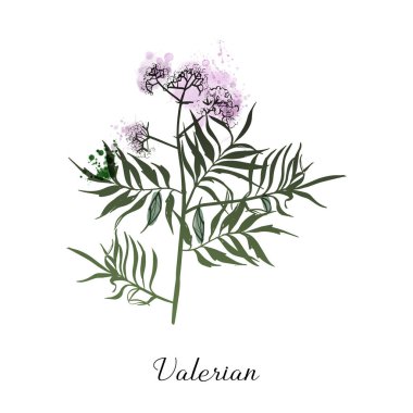 Valerian Tıp Bitkileri. Çizim ve suluboya çizimi