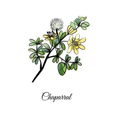 Chaparral tıbbi bitkiler. El çizimi vektör ve suluboya dokusu