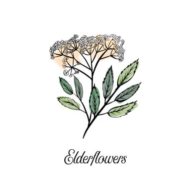 Mürver çiçekleri tıbbi bitkiler. El çizimi vektör ve suluboya dokusu