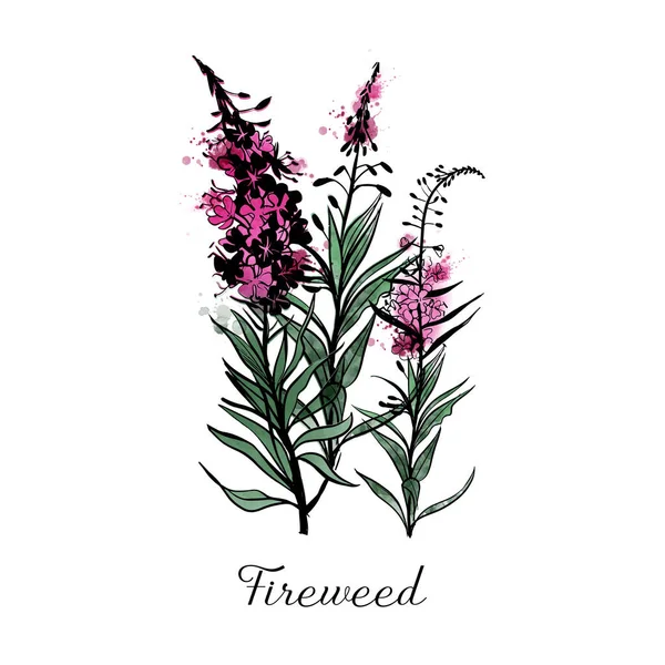 Herbes Médicinales Fireweed Croquis Illustration Aquarelle — Image vectorielle