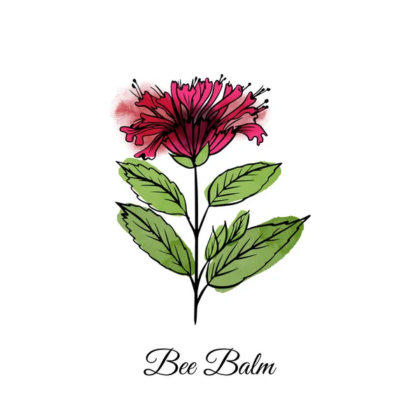 Bee Balm Medical Herbs Hand Drawn Vector Watercolor Texture — Stock Vector
