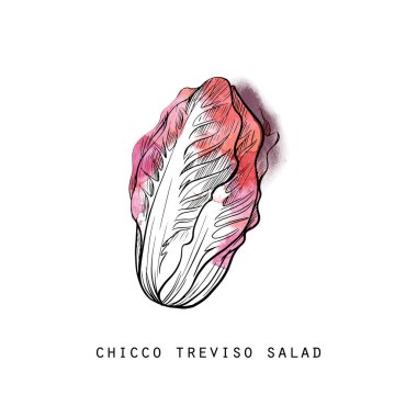 Chicco treviso salata sebze çizimi. 