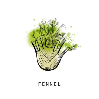 Rezene sebzeleri çizimi. 