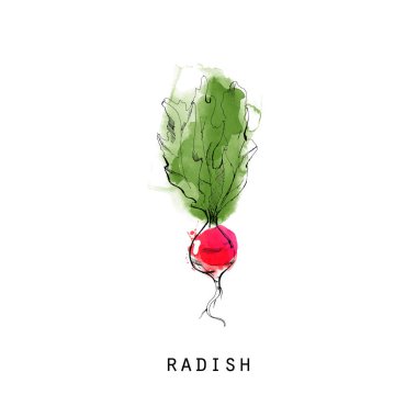 Turp vektörü sebze çizimi. 