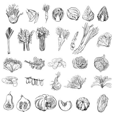 Elle çizilmiş meyve ve sebzelerin vektör seti çizim çizimi. 