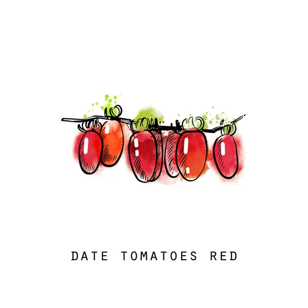 Fecha Tomates Verduras Bosquejo Ilustración — Archivo Imágenes Vectoriales