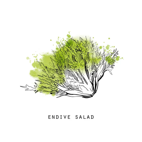 Endive Salade Groenten Schets Illustratie — Stockvector