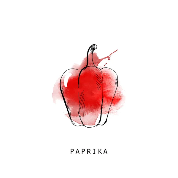 Paprika Grönsaker Skiss Illustration — Stock vektor