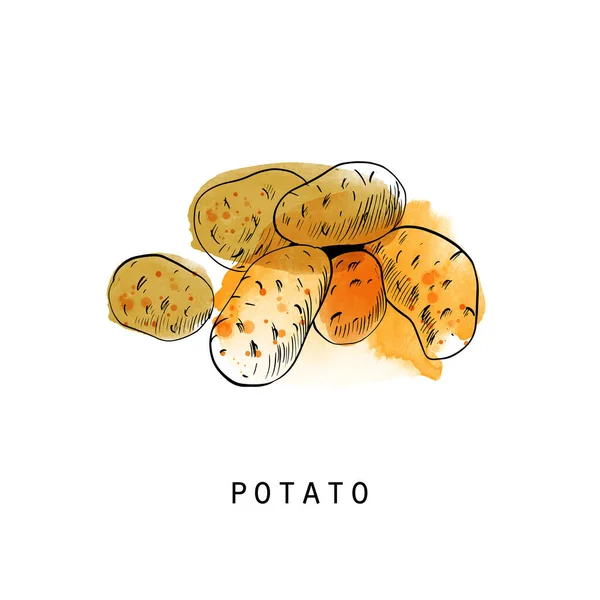 Patata Vector Verduras Boceto Ilustración — Archivo Imágenes Vectoriales