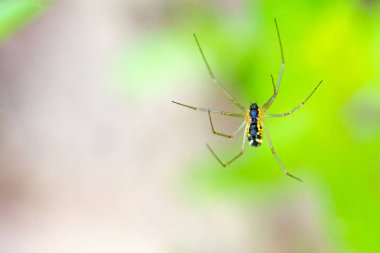 Sarı bahçe örümcek Plotterkill koru, makro