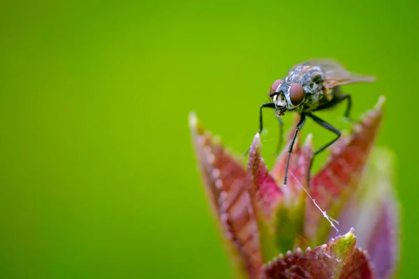 Macro Une Mouche Assise Sur Une Fleur — Photo